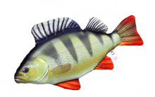 Halas Párna Sügér