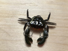 COCO THE CRAB